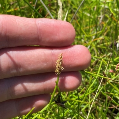 Eleocharis atricha (Tuber Spikerush) at Hume, ACT - 7 Feb 2024 by Tapirlord