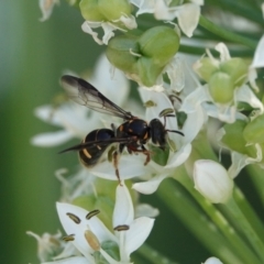 Lasioglossum (Australictus) peraustrale (Halictid bee) at Hall, ACT - 4 Mar 2024 by Anna123