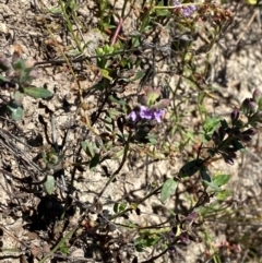 Mentha diemenica (Wild Mint, Slender Mint) at Hume, ACT - 7 Feb 2024 by Tapirlord