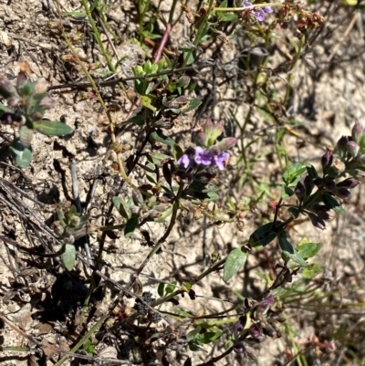 Mentha diemenica (Wild Mint, Slender Mint) at Hume, ACT - 7 Feb 2024 by Tapirlord