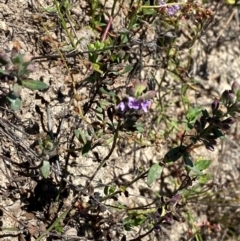 Mentha diemenica (Wild Mint, Slender Mint) at Jerrabomberra Grassland - 7 Feb 2024 by Tapirlord