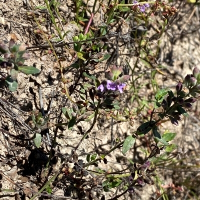 Mentha diemenica (Wild Mint, Slender Mint) at Jerrabomberra Grassland - 7 Feb 2024 by Tapirlord