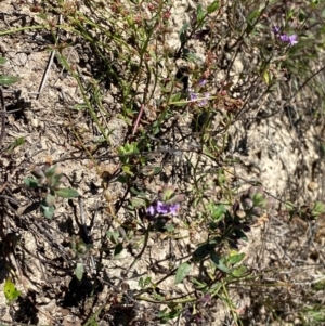 Mentha diemenica at Jerrabomberra Grassland - 7 Feb 2024 12:42 PM