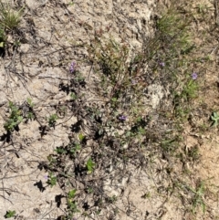 Mentha diemenica at Jerrabomberra Grassland - 7 Feb 2024 12:42 PM