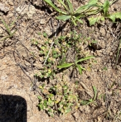 Alternanthera sp. A Flora of NSW (M. Gray 5187) J. Palmer at Jerrabomberra Grassland - 7 Feb 2024 12:42 PM