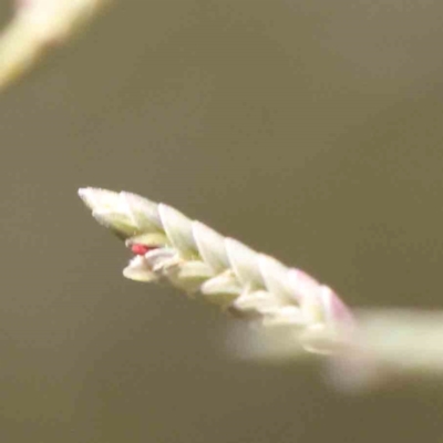 Eragrostis sp. (A Lovegrass) at O'Connor, ACT - 24 Mar 2024 by ConBoekel