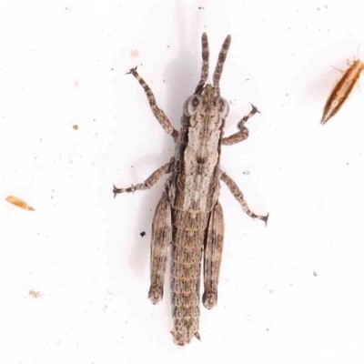 Coryphistes ruricola (Bark-mimicking Grasshopper) at O'Connor, ACT - 24 Mar 2024 by ConBoekel