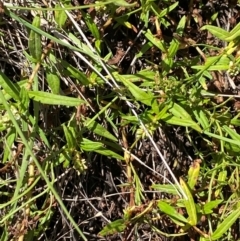 Persicaria prostrata (Creeping Knotweed) at Hume, ACT - 7 Feb 2024 by Tapirlord