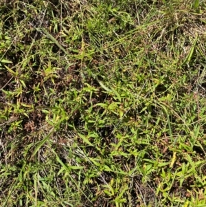 Persicaria prostrata at Jerrabomberra Grassland - 7 Feb 2024 12:40 PM