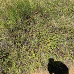 Persicaria prostrata at Jerrabomberra Grassland - 7 Feb 2024 12:40 PM