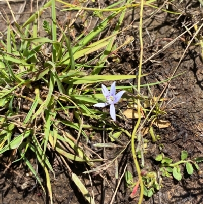 Isotoma fluviatilis subsp. australis (Swamp Isotome) at Jerrabomberra Grassland - 7 Feb 2024 by Tapirlord