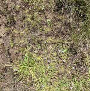 Isotoma fluviatilis subsp. australis at Jerrabomberra Grassland - 7 Feb 2024 12:40 PM