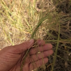 Eragrostis curvula (African Lovegrass) at Block 402 - 29 Mar 2024 by Wildlifewarrior80