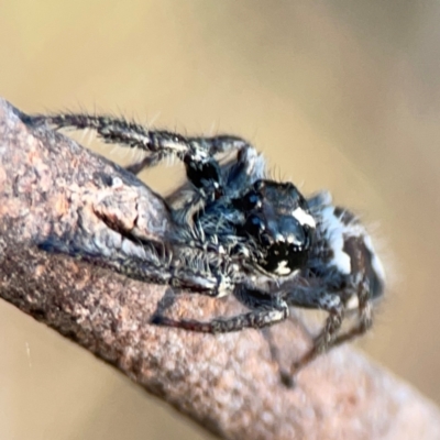 Sandalodes scopifer (White-spotted Sandalodes) at Campbell Park Woodland - 28 Mar 2024 by Hejor1