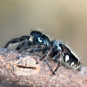 Sandalodes scopifer at Campbell Park Woodland - 28 Mar 2024