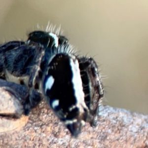 Sandalodes scopifer at Campbell Park Woodland - 28 Mar 2024