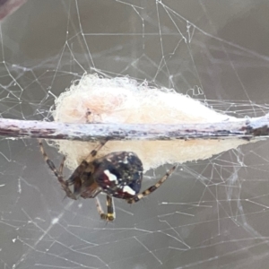 Araneus albotriangulus at Campbell Park Woodland - 28 Mar 2024