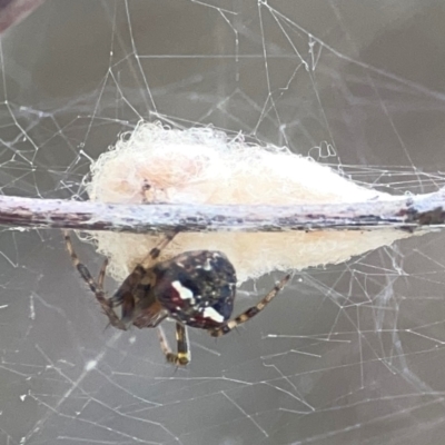 Araneus albotriangulus (White-triangle orb weaver) at Campbell Park Woodland - 28 Mar 2024 by Hejor1