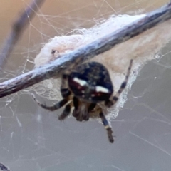 Araneus albotriangulus at Campbell Park Woodland - 28 Mar 2024