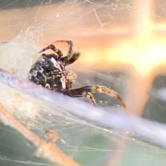 Araneus albotriangulus at Campbell Park Woodland - 28 Mar 2024