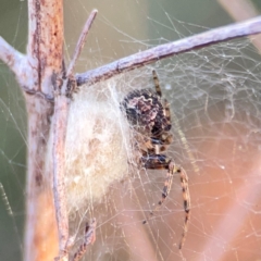 Araneus albotriangulus at Campbell Park Woodland - 28 Mar 2024