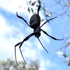 Trichonephila edulis at Campbell Park Woodland - 28 Mar 2024