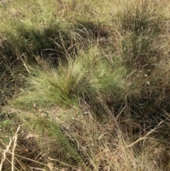 Nassella trichotoma (Serrated Tussock) at Watson, ACT - 25 Mar 2024 by waltraud