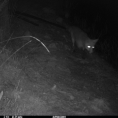 Vulpes vulpes (Red Fox) at Borough, NSW - 27 Mar 2024 by Paul4K