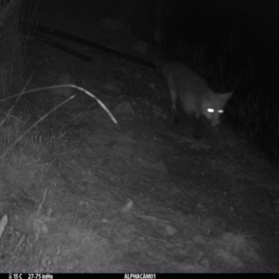 Vulpes vulpes (Red Fox) at Boro - 27 Mar 2024 by Paul4K