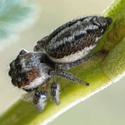 Opisthoncus abnormis (Long-legged Jumper) at Campbell Park Woodland - 28 Mar 2024 by Hejor1