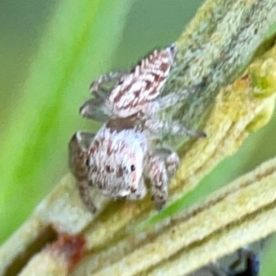 Opisthoncus serratofasciatus (Chevronned jumper) at Pialligo, ACT - 28 Mar 2024 by Hejor1