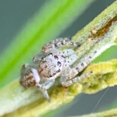 Opisthoncus serratofasciatus at Campbell Park Woodland - 28 Mar 2024