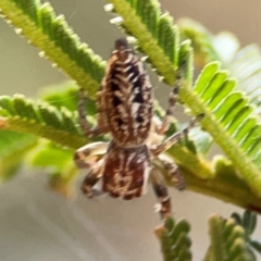 Opisthoncus serratofasciatus (Chevronned jumper) at Pialligo, ACT - 28 Mar 2024 by Hejor1