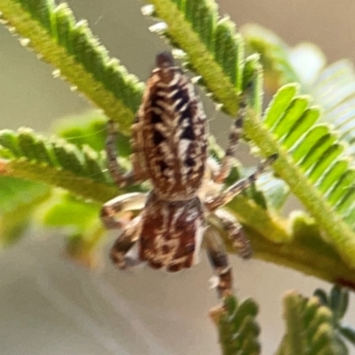 Opisthoncus serratofasciatus (Chevronned jumper) at Pialligo, ACT - 28 Mar 2024 by Hejor1