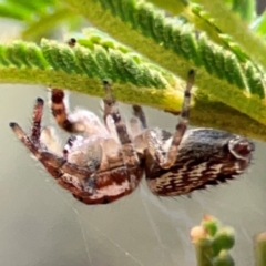 Opisthoncus serratofasciatus at Campbell Park Woodland - 28 Mar 2024 04:01 PM