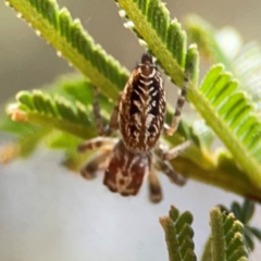 Opisthoncus serratofasciatus at Campbell Park Woodland - 28 Mar 2024 04:01 PM