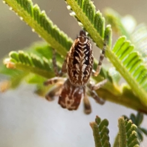 Opisthoncus serratofasciatus at Campbell Park Woodland - 28 Mar 2024 04:01 PM