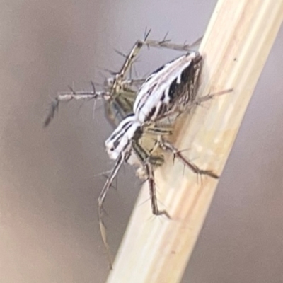 Oxyopes sp. (genus) (Lynx spider) at Pialligo, ACT - 28 Mar 2024 by Hejor1