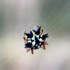 Austracantha minax (Christmas Spider, Jewel Spider) at Pialligo, ACT - 28 Mar 2024 by Hejor1