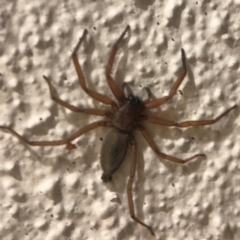 Gnaphosidae or Trochanteriidae (families) (Flat spider) at Braddon, ACT - 26 Mar 2024 by Hejor1