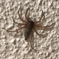 Gnaphosidae or Trochanteriidae (families) at City Renewal Authority Area - 26 Mar 2024