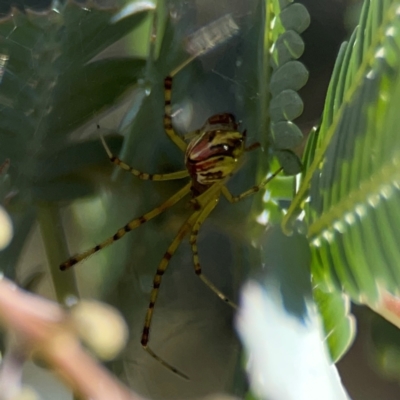 Theridion pyramidale (Tangle-web spider) at Forrest, ACT - 26 Mar 2024 by Hejor1