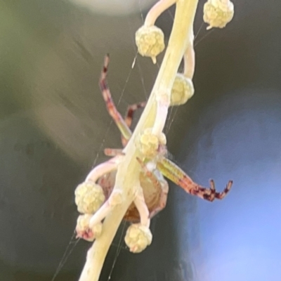 Australomisidia pilula (Lozenge-shaped Flower Spider) at Forrest, ACT - 26 Mar 2024 by Hejor1