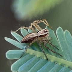 Oxyopes (genus) (Lynx spider) at Forrest, ACT - 26 Mar 2024 by Hejor1