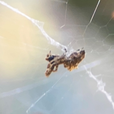 Philoponella congregabilis (Social house spider) at Forrest, ACT - 26 Mar 2024 by Hejor1