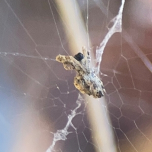 Philoponella congregabilis at Forrest, ACT - 26 Mar 2024