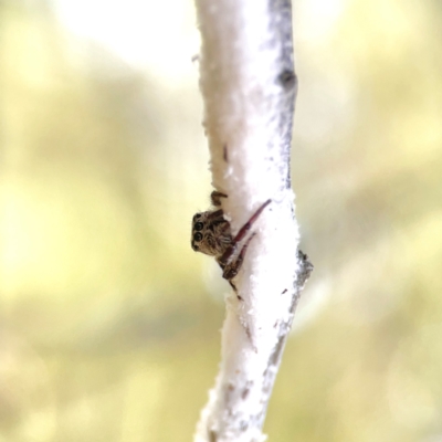 Cytaea aspera (Grey Striped Bark Jumper) at Campbell Park Woodland - 28 Mar 2024 by Hejor1