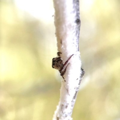 Cytaea aspera (Grey Striped Bark Jumper) at Pialligo, ACT - 28 Mar 2024 by Hejor1