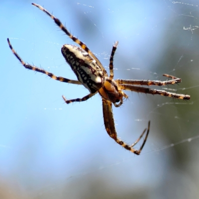 Plebs bradleyi (Enamelled spider) at Campbell Park Woodland - 28 Mar 2024 by Hejor1