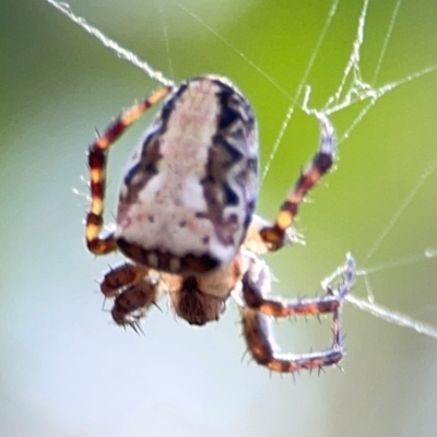 Araneus eburnus (Bush orb weaver) at Campbell Park Woodland - 28 Mar 2024 by Hejor1